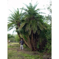 Reclinata Palm 28' Overall Height